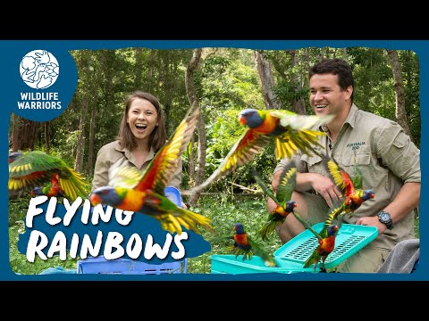 A very colourful release | Wildlife Warriors Missions