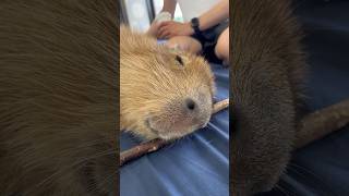 Cuteness overload😍 #capybara #cutenessoverload #cuteanimals #cappiness #capybaracafe