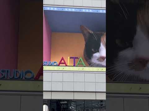 Shinjuku 3d cat billboard #video#trendingvideo#cyberpunk#shinjuku#traveling#japan#japantravel#3d