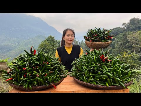 CHILI - The Process of Harvesting and Processing Dishes from Green Chili - Love You Little Ones