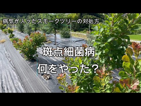 【スモークツリー病気の対処方法】