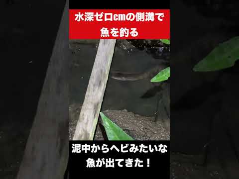 水深0cmで魚を釣る