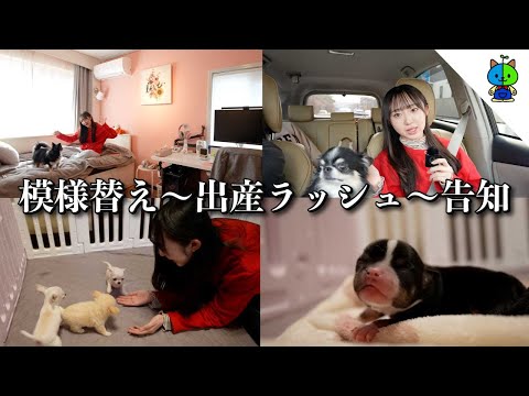 日曜vlog🚗模様替え〜赤ちゃんチワワに会いに行く〜大切なお知らせ【MOMOLOG174】