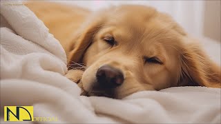 20 HOURS of Dog Calming Music For Dogs🎵🐶Anti Separation Anxiety Relief💖🐶Dog Sleep Music🎵 NadanMusic