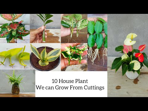 Indoor plants that we can grow easily