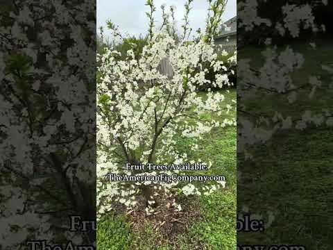 Grow the Best Cherry Tree for Small Backyards & Containers 🌳🍒 Urban Gardening Tips!