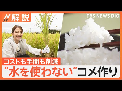 水をほとんど使わないコメ作り カギは“ビール”？ 新農法はメタンガスも削減【Nスタ解説】｜TBS NEWS DIG