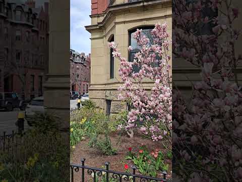 Spring at Boston Commons 4 #shorts #tiktok