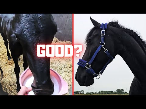 One thing goes well, another goes wrong. Why?? Everyone inside! | Friesian Horses