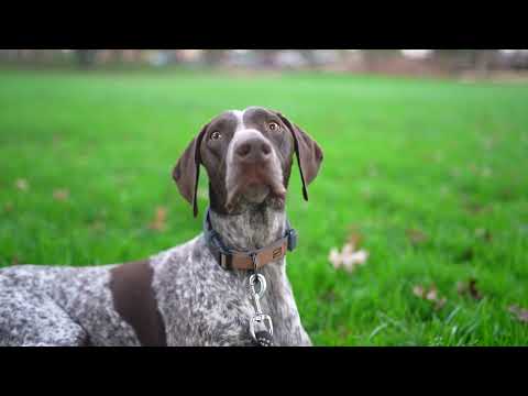 That face my GSP makes when he sees a squirrel