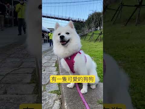 有一隻可愛的狗狗 #狐狸犬