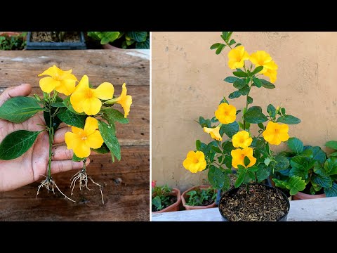 How to grow Yellow flax plant | Yellow flax care