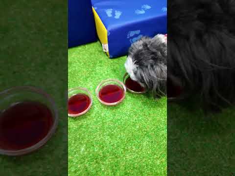 Assistant Has her Funny Dogs Wiggles Waggles and Waffles try Sparking Water #FamilyFun #FunnyDogs