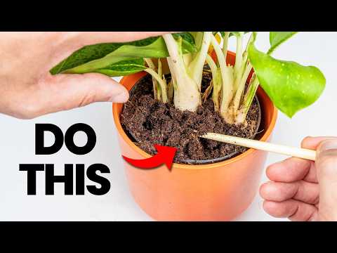 Your Plants Will THRIVE As Soon As You Do THIS