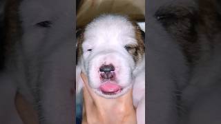 The cutest puppy sound! 😍 #cutenessoverload #babypuppy #puppybear