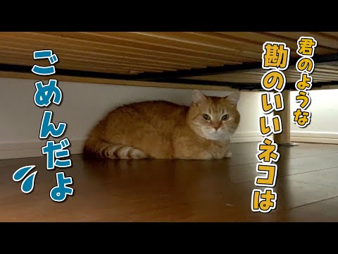 病院に行くのを察して引きこもる猫の逃亡劇がやばすぎました…