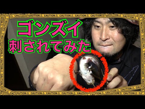 刺されて検証！毒魚ゴンズイに刺されたらこうなる＆入浴剤で治る！？