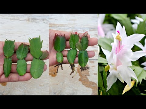 How to Grow Christmas Cactus plant in Simple Method