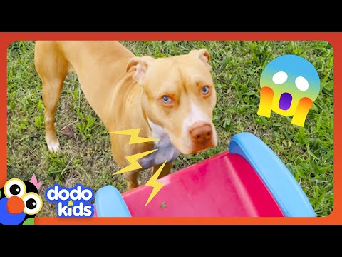 Why Does This Dog Go Bananas Around Grandma? | Dodo Kids | Animal Videos