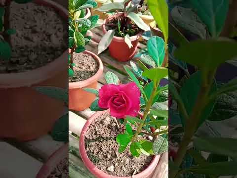 Garden plant // Nursery plant's // indoor plant