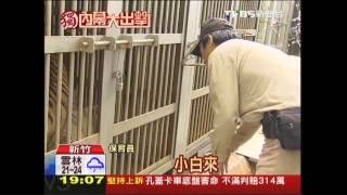 〈獨家〉「虎口討生活」與猛獸共事　保育員驚心