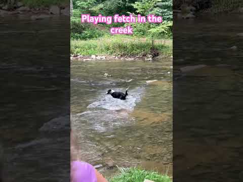 Playing fetch in the creek on this beautiful day in these Appalachian mountains