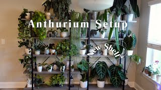 Styling My Anthurium Collection of 25 Plants & Counting | New Shelf Build 🔨🌿