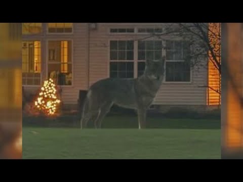 Highland Heights police warn residents of coyote seen near StoneWater Golf Course