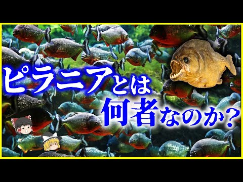 【ゆっくり解説】実は臆病⁉️「ピラニア」とは何者なのか？を解説/獰猛な殺人魚のイメージはルーズベルト大統領が発信源⁉️