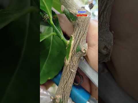 Citrus Grafting Result