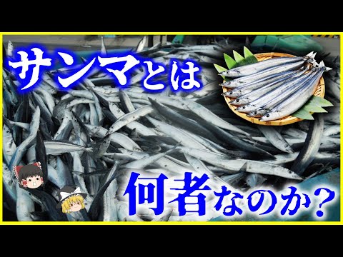 【ゆっくり解説】今年は大漁…は嘘だった⁉️「サンマ」とは何者なのか？を解説/未だ養殖不可…日本人とサンマの歴史