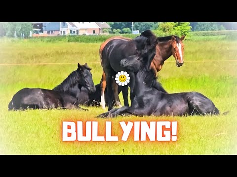 There is 1 colt who's bullying all others😡 The pasture is wet. Milk for the foal | Friesian Horses