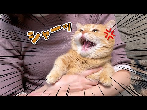 超高速猫パンチされた姉がリベンジしに会いに来た結果…！？