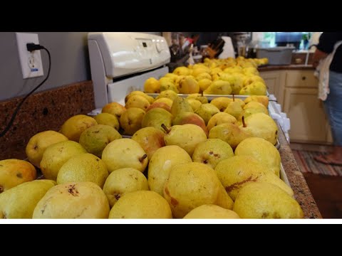 We Bought ALL The Pears... and spent the day canning a full years worth!