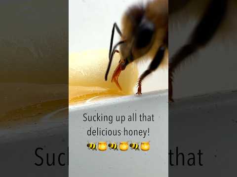 Suck it! 🍯 #shorts #bee #honey