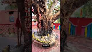 Kali Mandir Jaynagar #shortsfeed #jaynagar #kalimandir #shorts #ytshorts