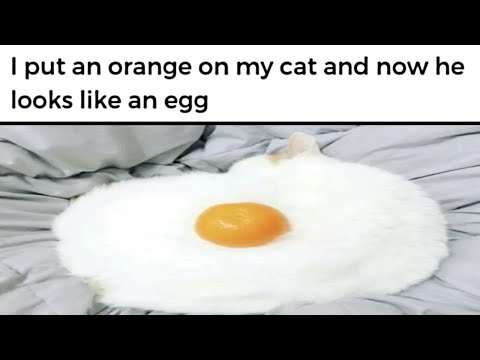 Funny Cat Memes