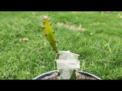 How to Grafting on Dragon Fruit Plants | #dragonfruitplant #pitaya