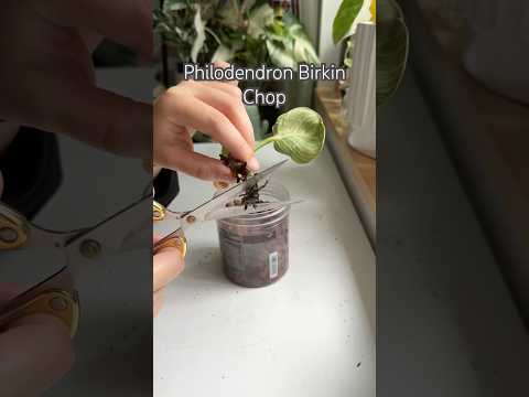 Birkin Chop #shorts #garden #indoorplants #houseplants #plants #philodendron #plantcare #propagation