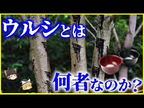 【ゆっくり解説】9000年以上の歴史…エグい粘着力「ウルシ」とは何者なのか？を解説/日本人と漆の歴史…織田信長もお気に入り⁉️