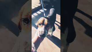 #beaglepuppy #adorable #music #sorryforthemess we are moving! enjoy ❤️