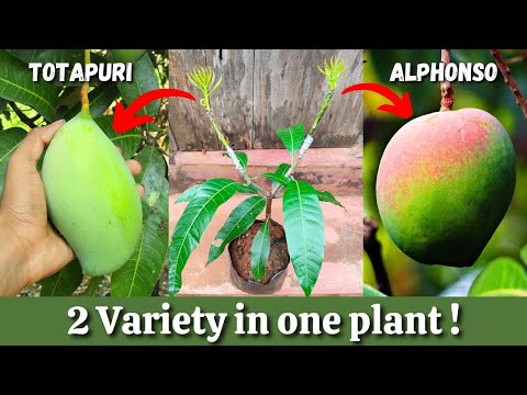 Grafting 2 different varieties mango branch on 1 plant | In November | In Hindi #mangografting