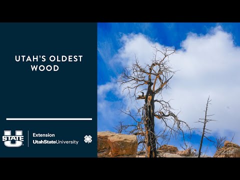 The Oldest Wood in Utah