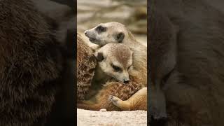 Heart warming Meerkat Bonds: Animals Expressing Love | YouTube #Shorts