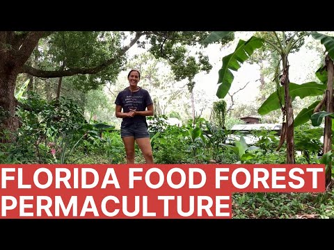 Florida Food Forest Tour By Expert Permaculture Instructor