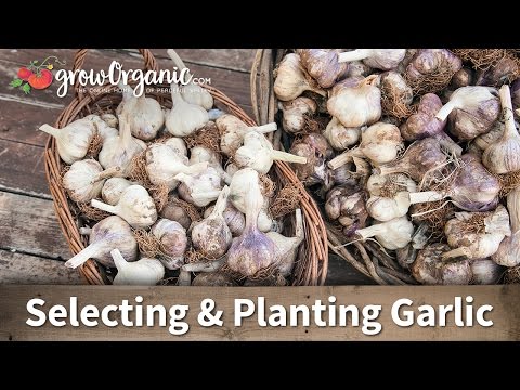 How to Choose the Right Garlic for Your Growing Zone