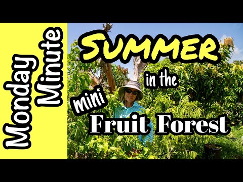 Monday Minute- Summer in the mini Fruit Forest!