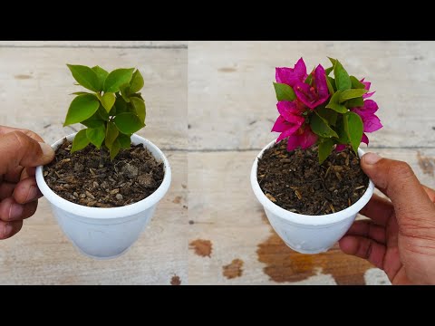 Try Growing Bougainvillea plant Result Surprised me | How to grow bougainvillea plant from cuttings