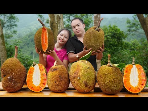 2 year living in forest, Harvest jackfruit, pumpkin, squash to market sell. Earn money