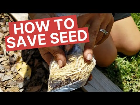 The Easiest Seed To Start Saving & How To Do It